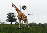 girafa1