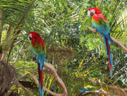 arara1