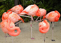 flamingo1